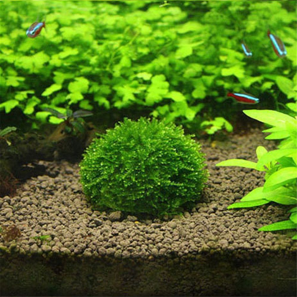 Aquarium Fish Tank Price - New Plastic Suspension Moss Dome Semicircle