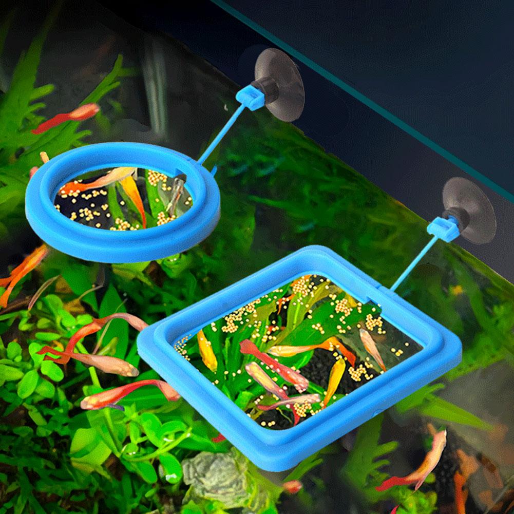 Fish Feeding Ring Feeder Fishi - Tetra Fish In Aquarium review and price