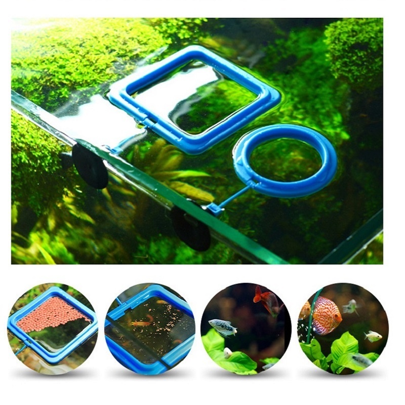 Fish Feeding Ring Feeder Fishi - Tetra Fish In Aquarium review and price