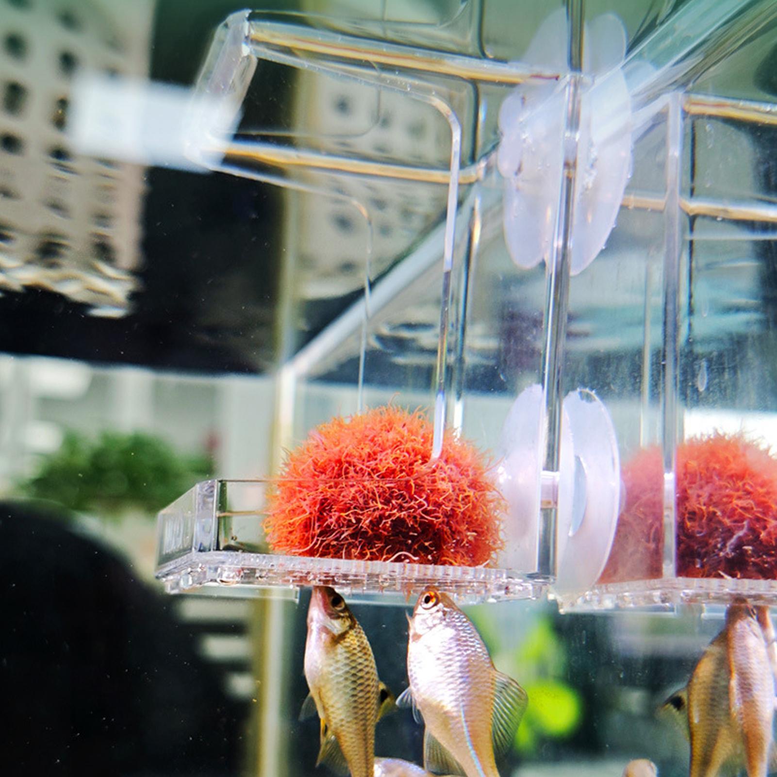Aquarium Feeder Suction Cup Aq - Tetra Fish In Aquarium review and price