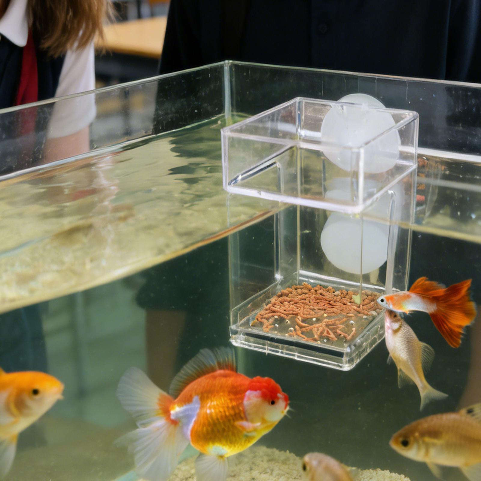 Aquarium Feeder Suction Cup Aq - Tetra Fish In Aquarium review and price