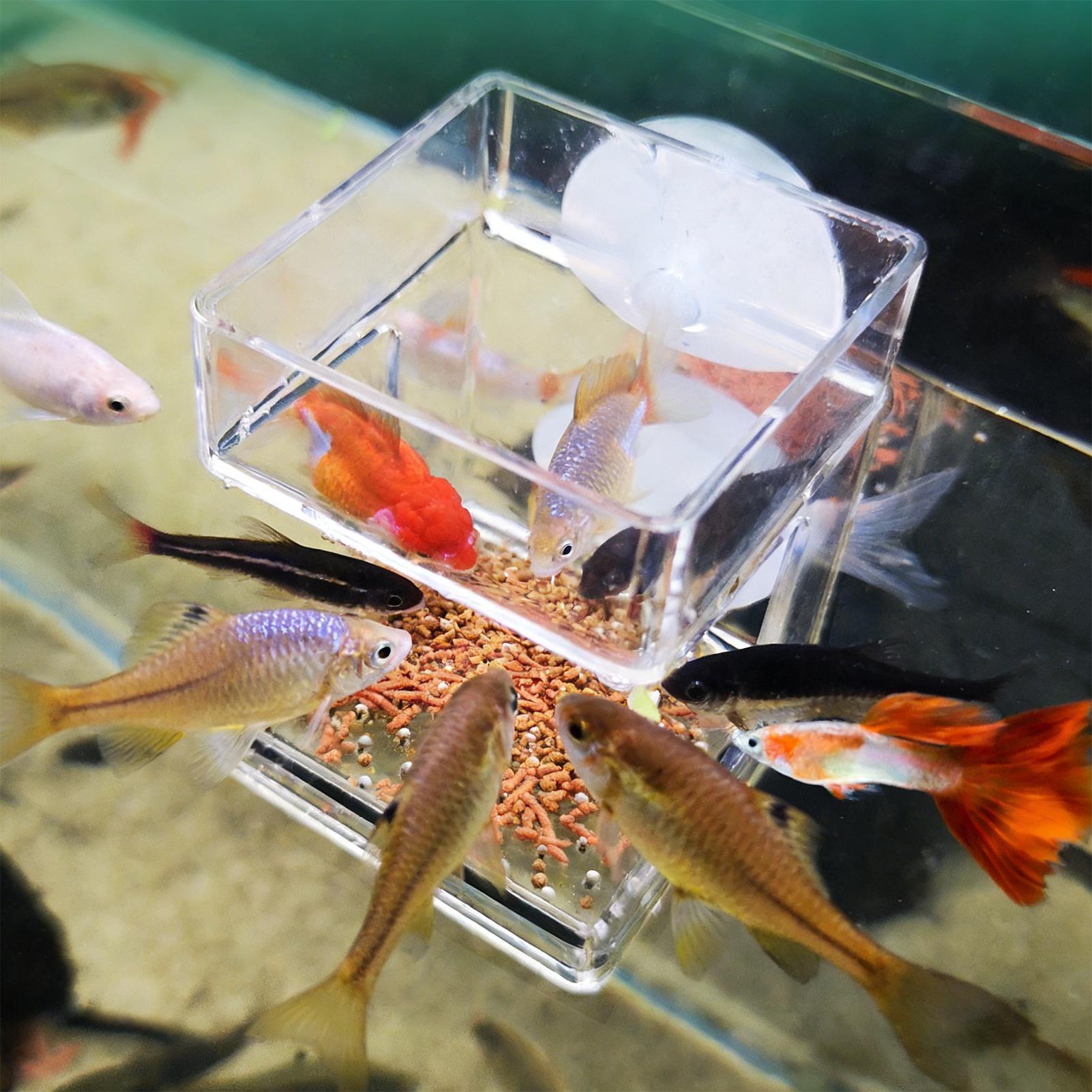 Aquarium Feeder Suction Cup Aq - Tetra Fish In Aquarium review and price