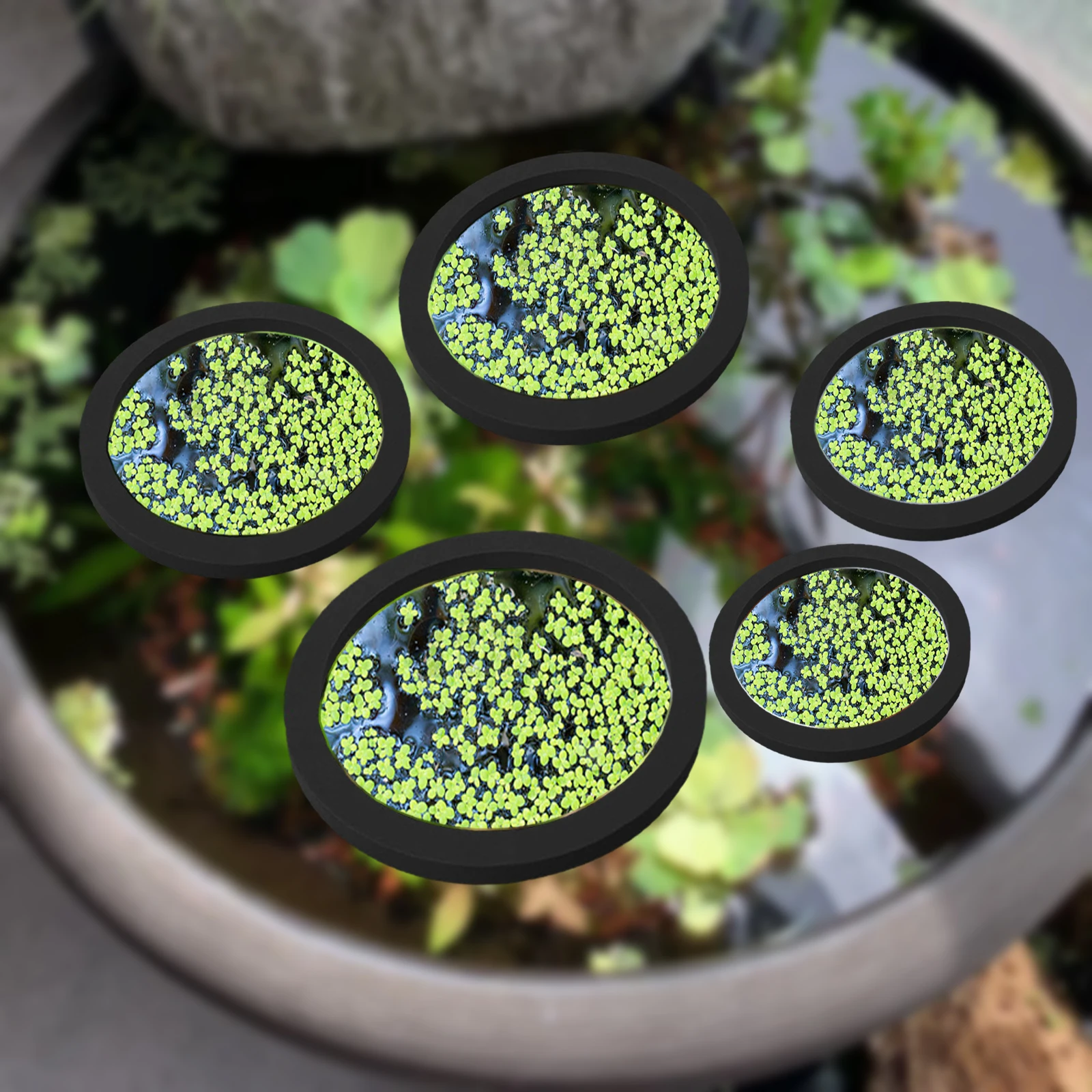 5Pcs EVA Fish Feeding Ring Aqu - Aquarium Fish House review and price