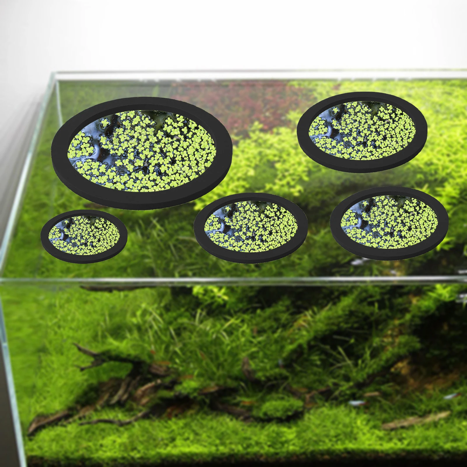 5Pcs EVA Fish Feeding Ring Aqu - Aquarium Fish House review and price