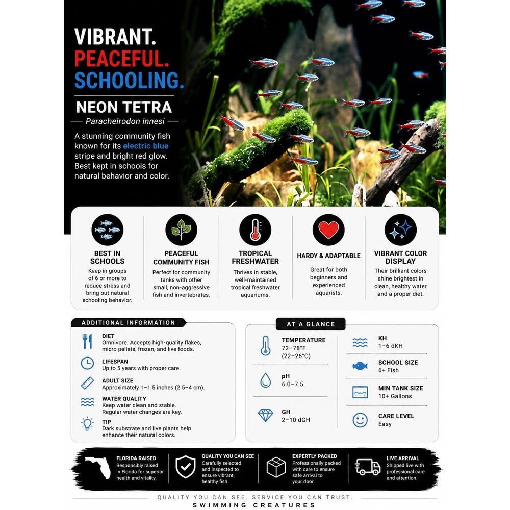 Freshwater Neon Tetra Fish (Si - Tetra Fish In Aquarium review and price