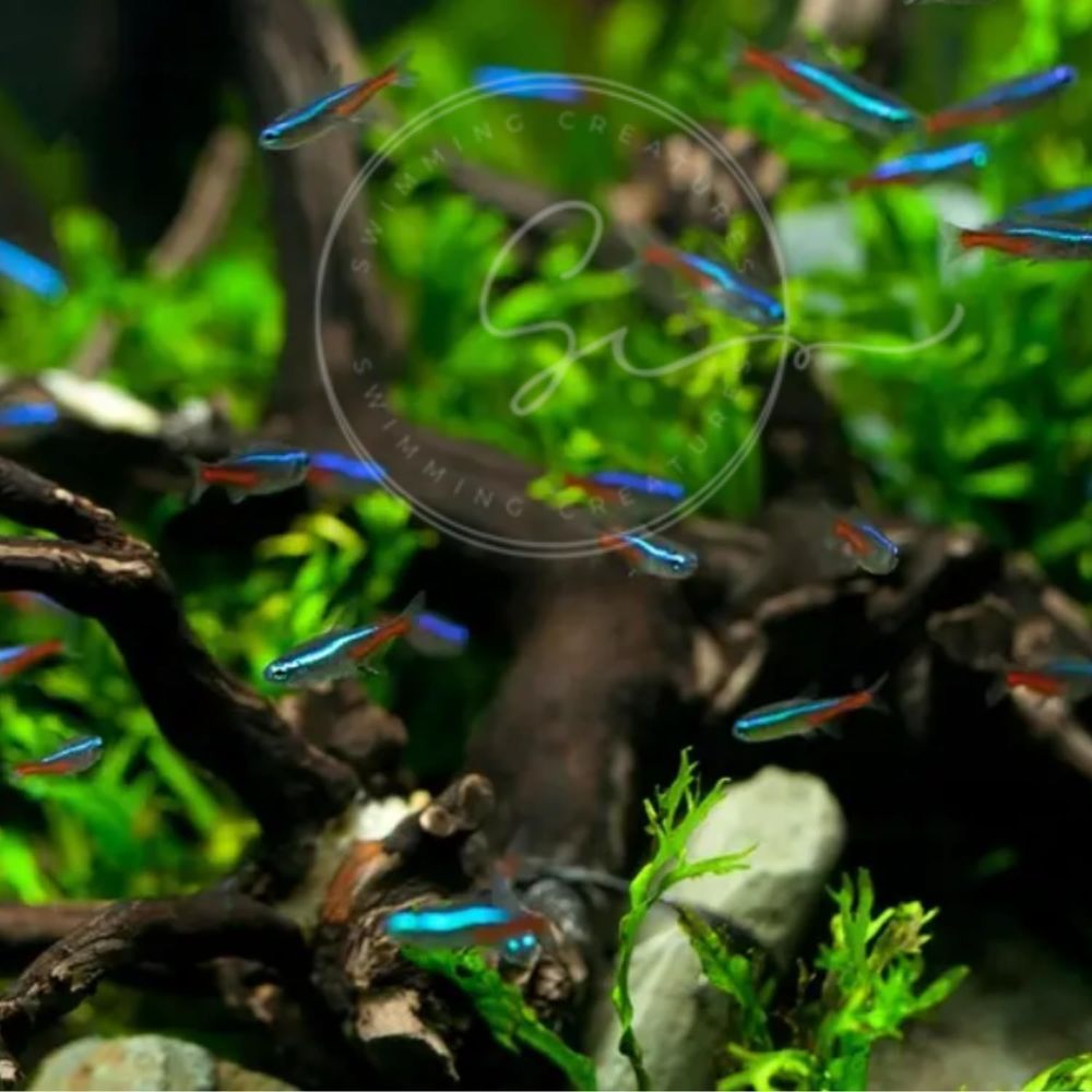 Freshwater Neon Tetra Fish (Si - Tetra Fish In Aquarium review and price