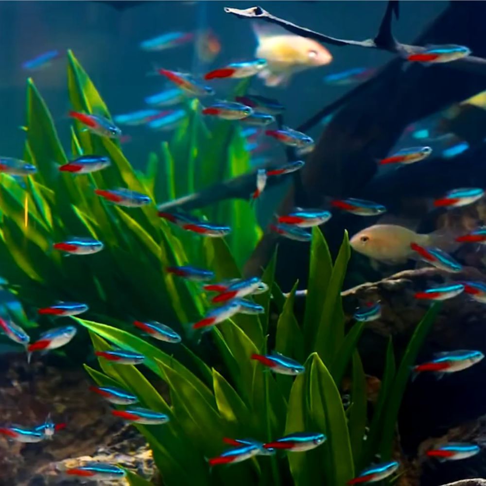 Freshwater Neon Tetra Fish (Si - Tetra Fish In Aquarium review and price