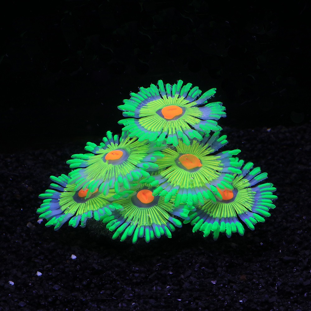 Glowing Soft Aquarium Fish Tan - Aquarium Fish Tank Price review and price