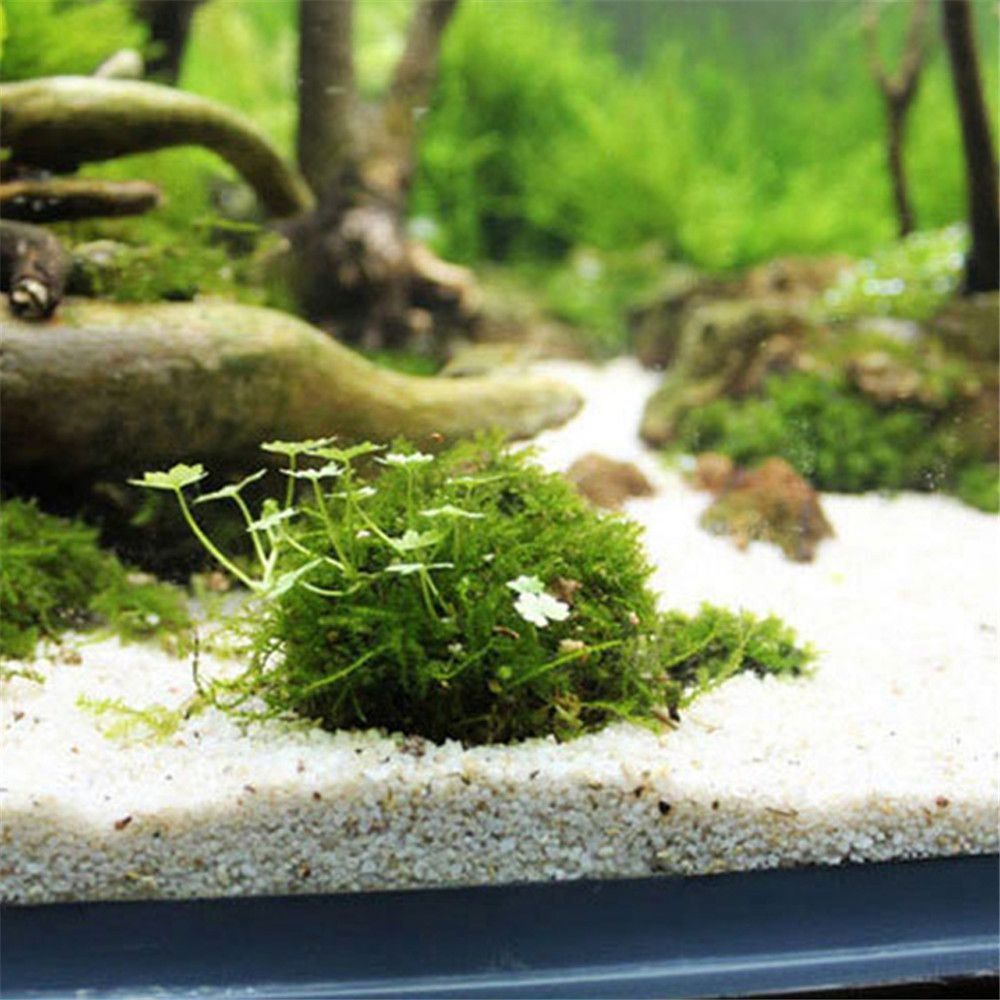 New Plastic Suspension Moss Do - Aquarium Fish Tank Price review and price